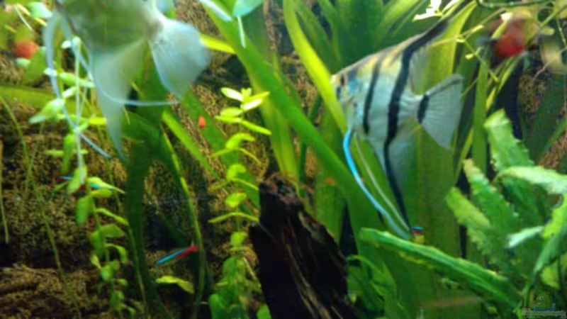 Skalarpärchen von manala (21)