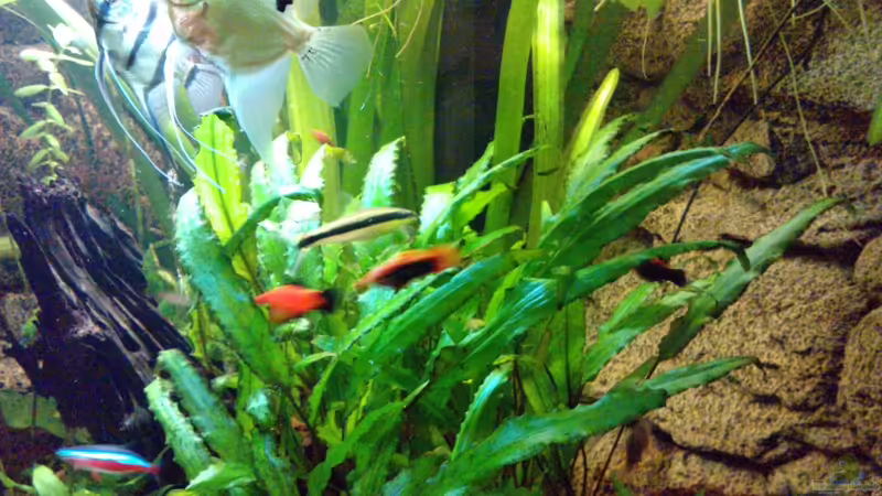 Skalarpärchen von manala (24)