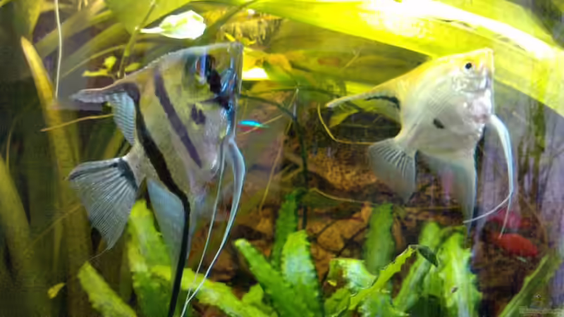 Skalarpärchen von manala (30)