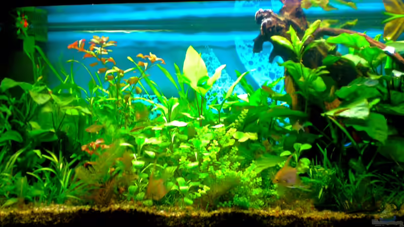 Skalartraum von Skalarfreund (1)