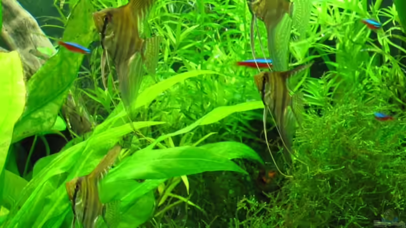 Skalartrupp von Frances (13)