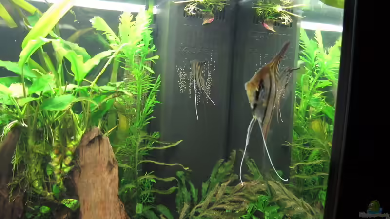 Skalarweibchen bei der Brutpflege von Sarah (62)