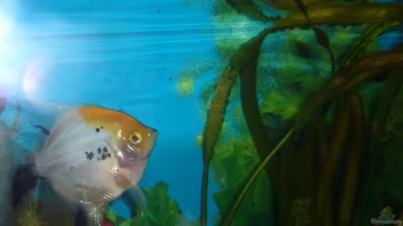 Skalarweibchen beim laichen von Raphael Nelke (14)