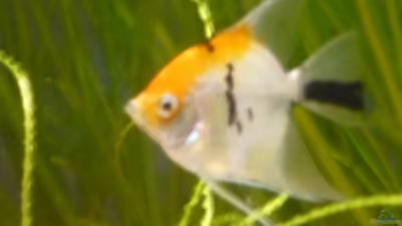 Skalarweibchen von Dito (9)