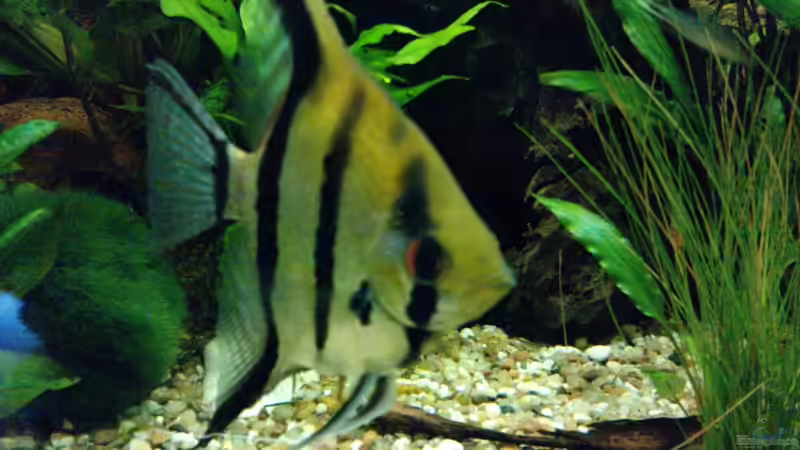 Skalarweibchen von manala (18)