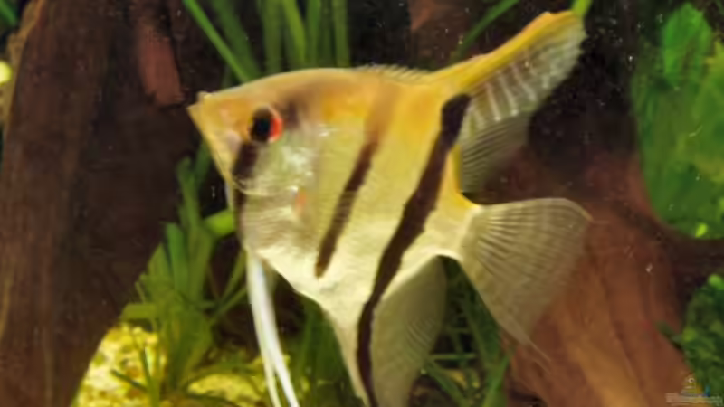 Skalarweibchen von Marko Straßburger (12)