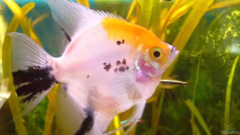 Skalarweibchen von Raphael Nelke (13)