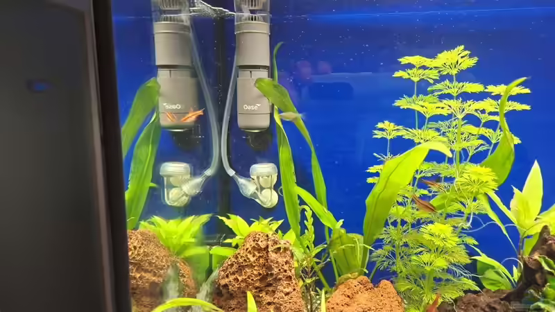 Skimmer von ernst11 (30)