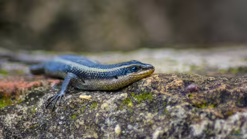 Skinke - Faszinierende Echsen zwischen Anpassungskünstlern und Terrarientraum