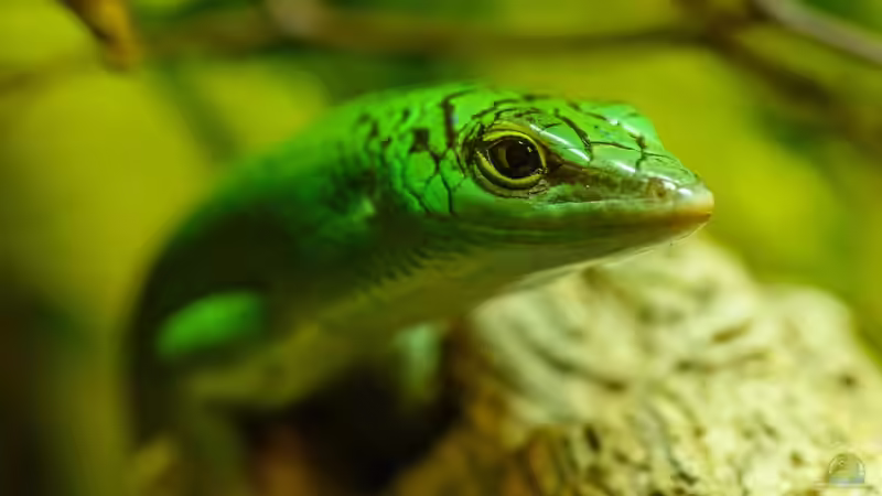 Skinke - Faszinierende Echsen zwischen Anpassungskünstlern und Terrarientraum