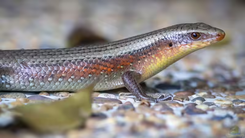 Skinke - Faszinierende Echsen zwischen Anpassungskünstlern und Terrarientraum