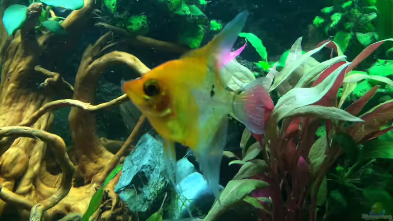 Sklar (klein) von X-Rayminator (20)