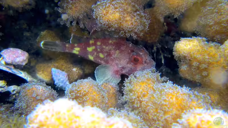 Skorpionfische - faszinierende Meister der Tarnung im Meerwasseraquarium
