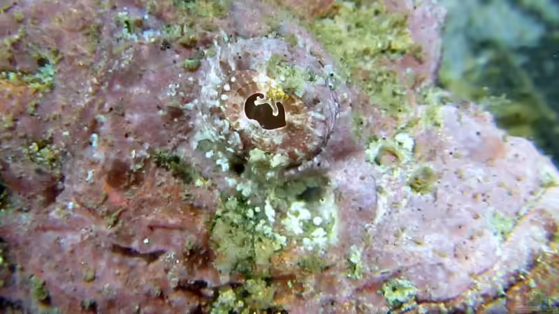 Skorpionfische - faszinierende Meister der Tarnung im Meerwasseraquarium
