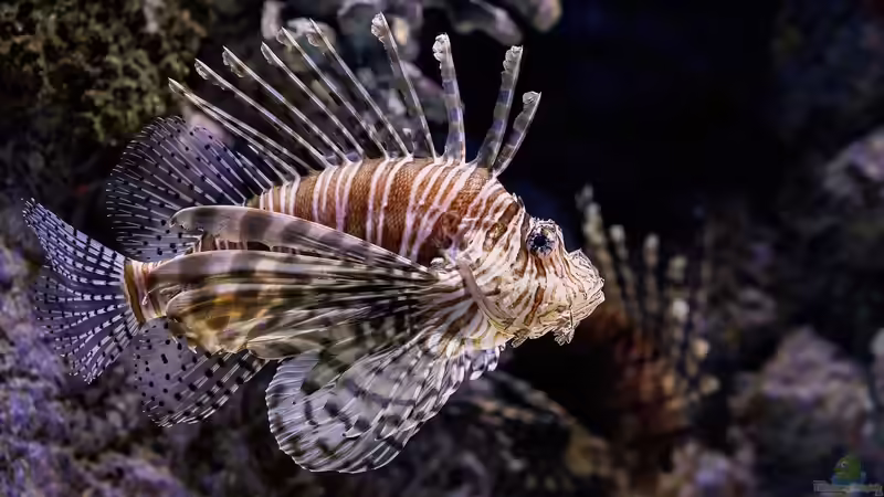 Skorpionfische - faszinierende Meister der Tarnung im Meerwasseraquarium