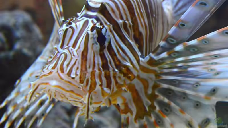 Skorpionfische - faszinierende Meister der Tarnung im Meerwasseraquarium