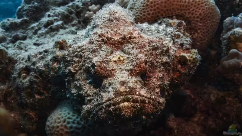 Skorpionfische - faszinierende Meister der Tarnung im Meerwasseraquarium