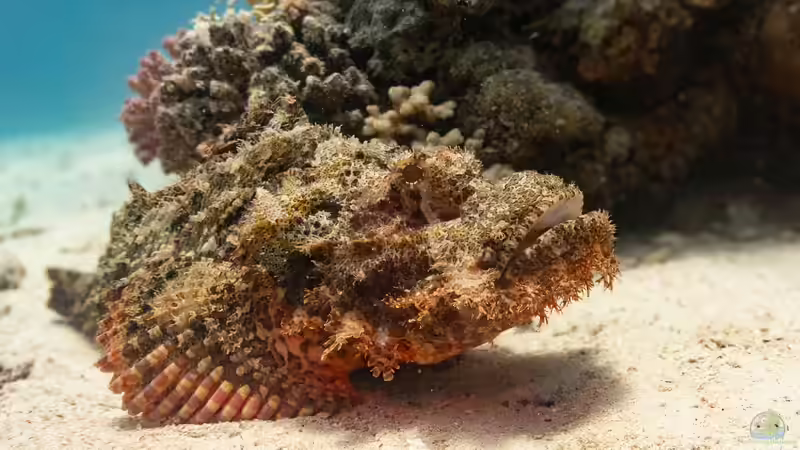 Skorpionfische - faszinierende Meister der Tarnung im Meerwasseraquarium