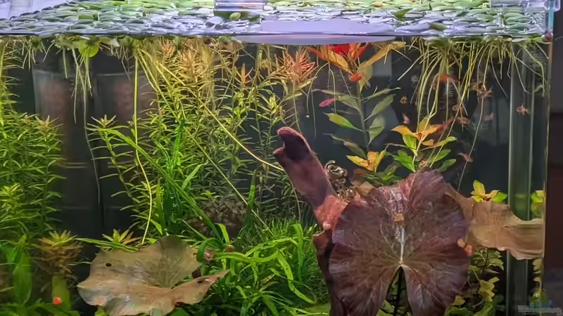 Skylight von Tobes (12)