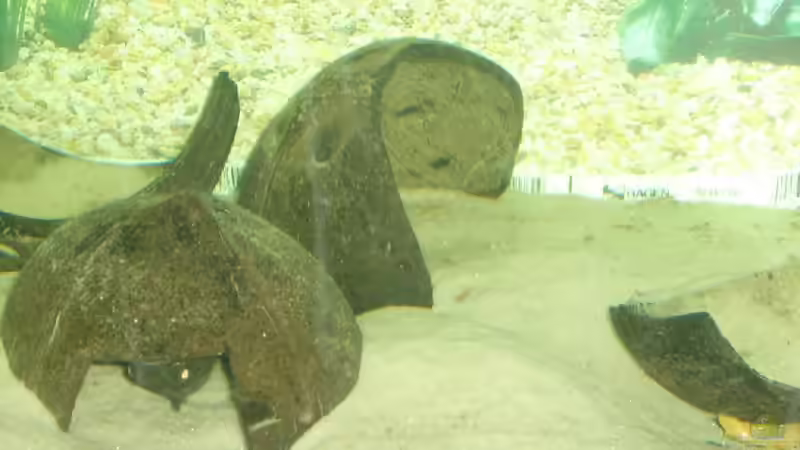 slbstgebastelte Kokusnüsse von André Steffens (2)