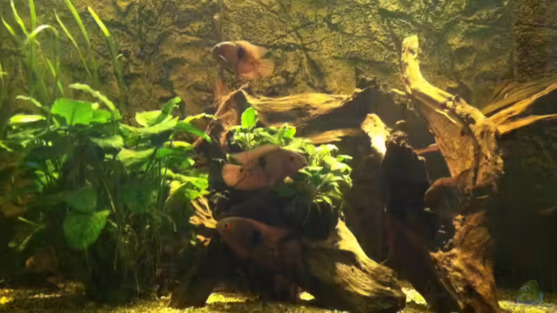 Smaragd  von American Stone (1)