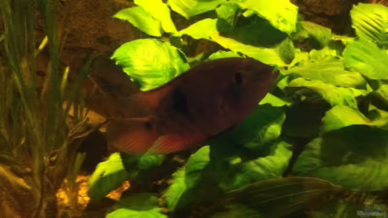 Smaragd 3 von American Stone (24)