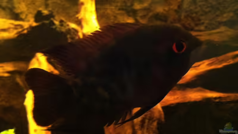 Smaragd 4 von American Stone (25)