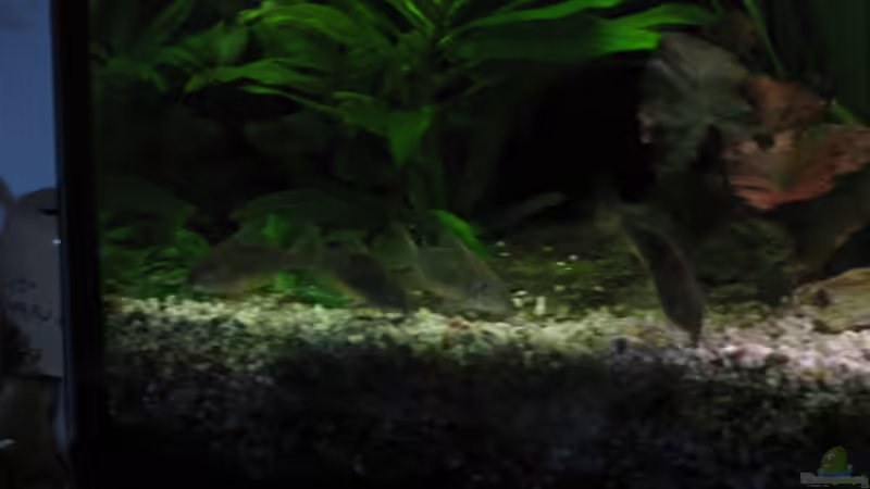 Smaragd-Gruppe von Korbi (33)