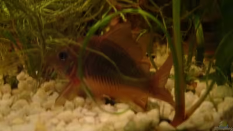 Smaragd Panzerwels von Tobias Hans (13)