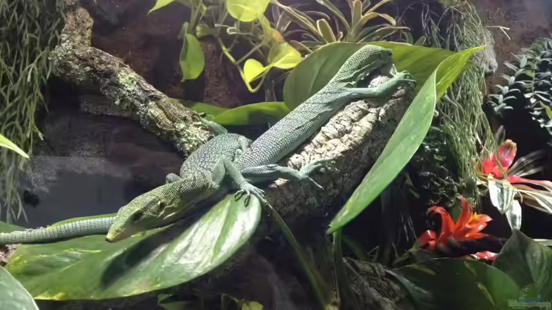 Smaragd-Warane von Hoppe-Terrarienbau (8)
