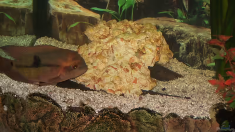 Smaragdbuntbarsch Günter von fischmutti (6)