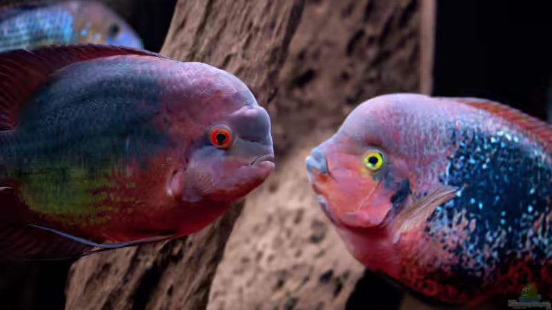 Smaragdbuntbarsch und Vieja S. von panaque67 (7)