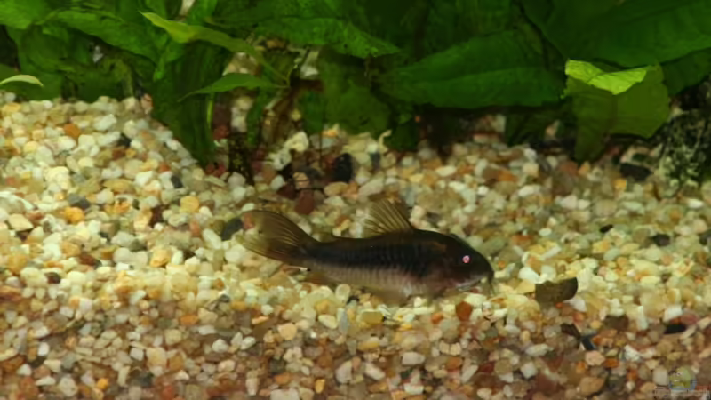Aquarien mit Corydoras splendens (Einrichtungsbeispiele mit Smaragdpanzerwels)