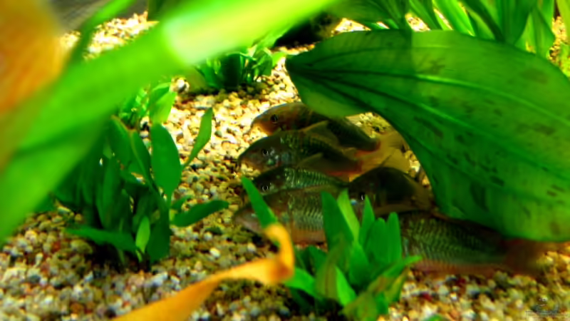 Aquarien mit Corydoras splendens (Einrichtungsbeispiele mit Smaragdpanzerwels)