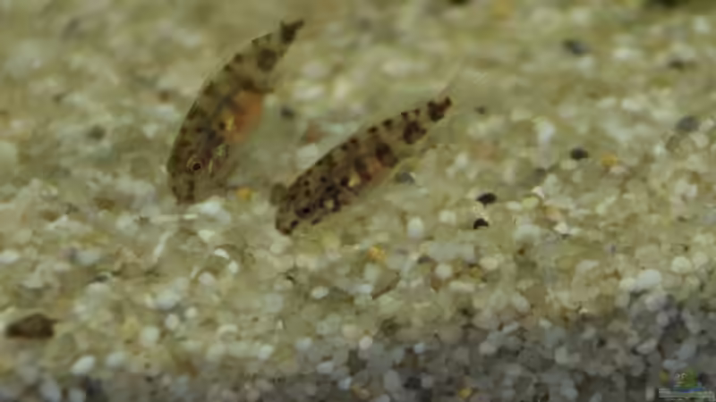 Smaragdprachtbarsch Baby ca. 4 Wochenalt von Aniram (7)