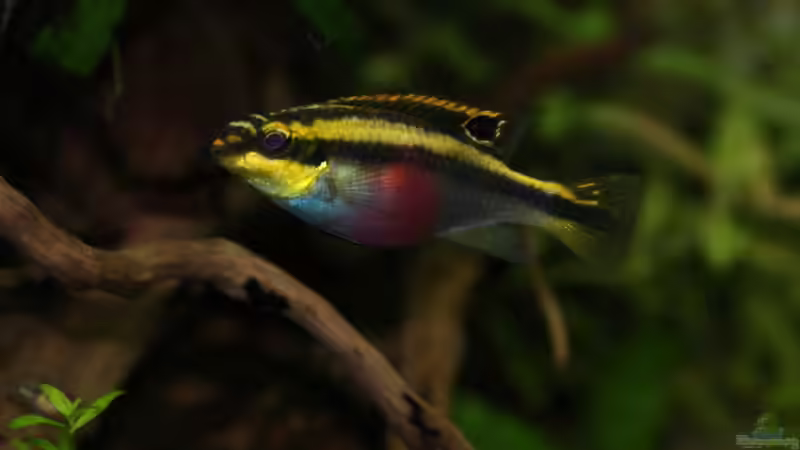 Einrichtungsbeispiele für die Haltung von Pelvicachromis taeniatus (Smaragdprachtbarsch) im Aquarium
