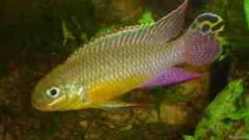 Smaragdprachtbuntbarsch von Guppy62 (28)