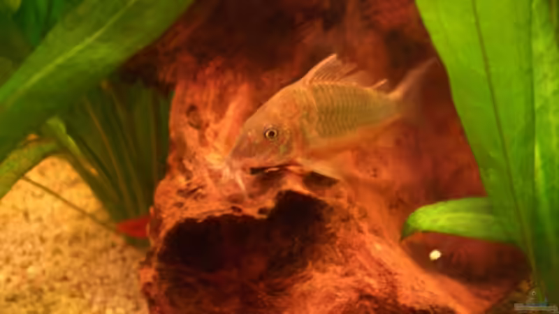 Smaragtpanzerwels von Hans Holten (16)