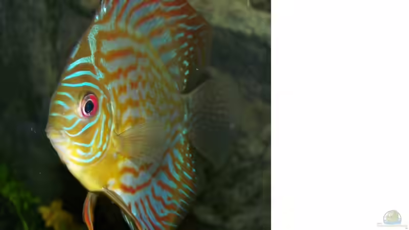 Snake Skin -männlich- 10.04.09 von Silke (43)