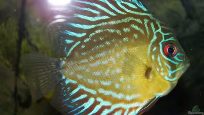 Snake Skin -weiblich- 10.04.09 von Silke (40)