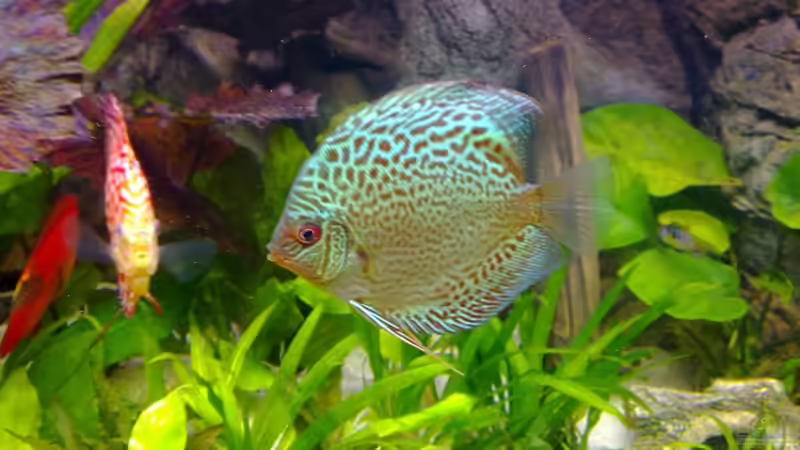 Snake skin blau von Matze 87 (25)