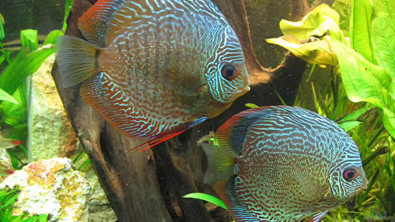 Snake Skin blue & red (29.05.07) von Klaus Kastl (11)