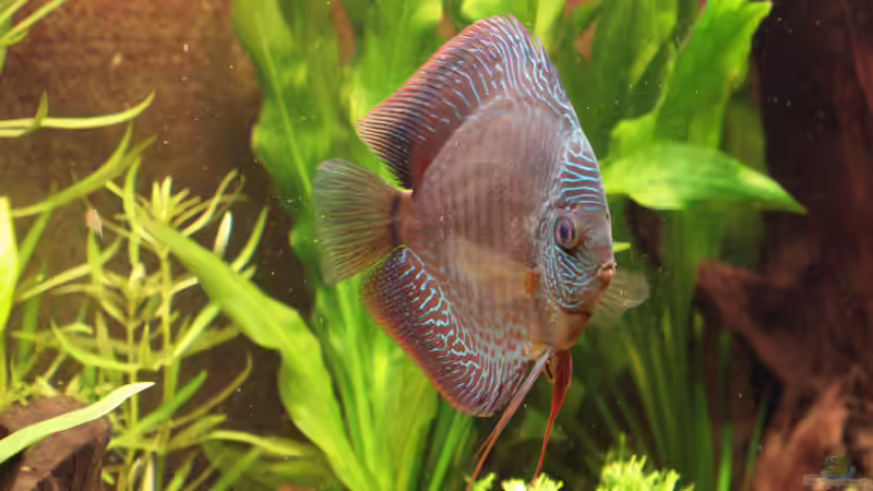 Snake skin red Lochkrankheit heilt (14.10.08) von Klaus Kastl (36)