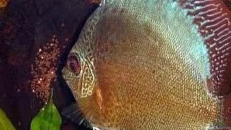 Snake Skin red spotted von The_Lizardking (24)