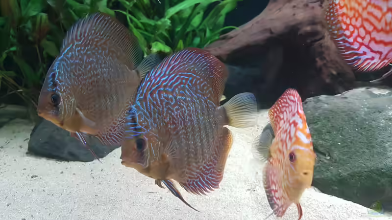 Snake Skin Red von Hoffi (12)