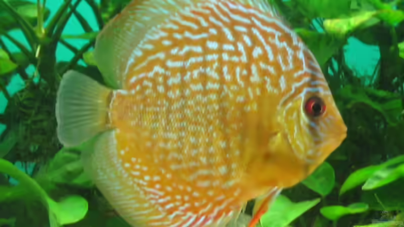 Snake Skin red von Korbi (32)