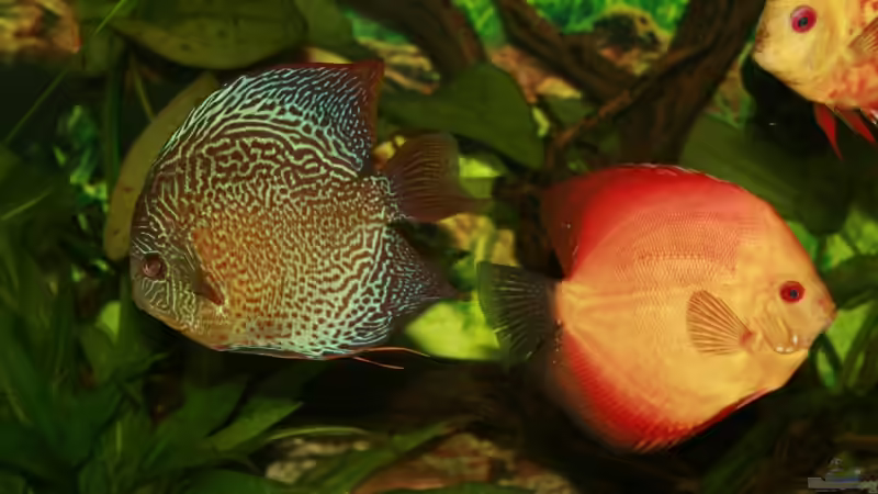 Snake und Red Melone  von Steffen Rübsam (27)