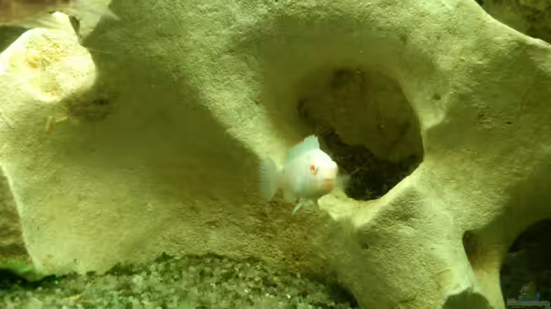 Snow White von Alsi (63)