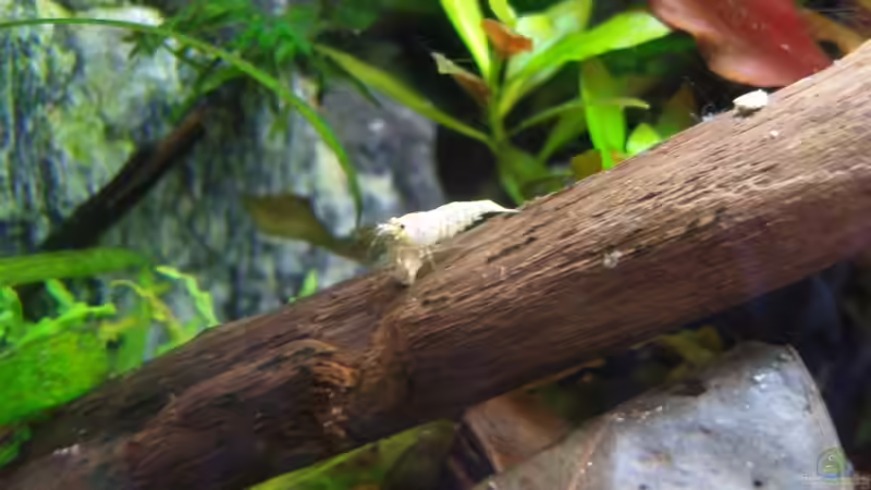 Snow White von Aquarienfreund44 (28)