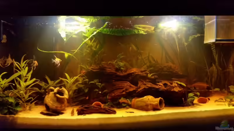 So, die 2te Fischart ist nun drin von SvenDerGroße (12)